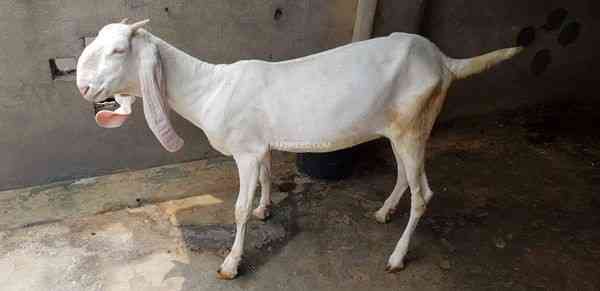 pair-of-pure-rajanpori-goat-in-lahore-big-2