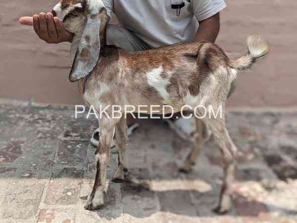 teddy-breed-patth-for-sale-in-lahore-big-0