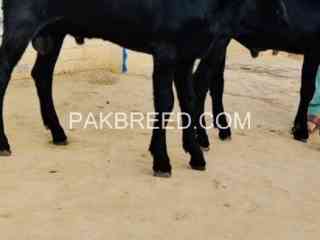 beautiful-breeder-bakra-for-sale