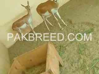 deer-pair-for-sale-in-pakistan