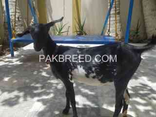 top-quality-bakri-for-sale