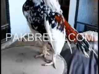 aseel-birdsfor-sale