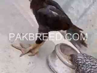 quality-birds-for-sale-in-jampur