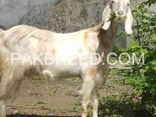 gabhn-goat-for-sale