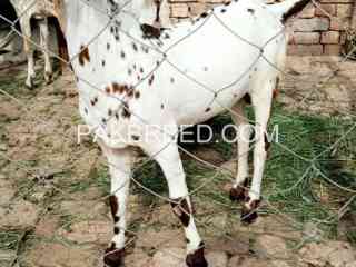 maki-cheena-bakra-for-sale-in-khanpur-katora