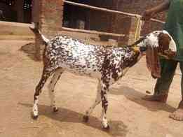 makhi-cheene-bakri-for-sale