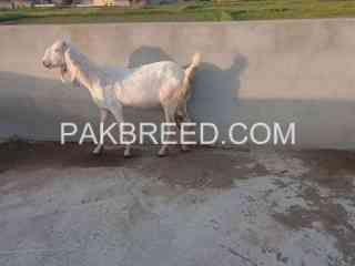 ghaban-bakri-for-sale-in-jhelum