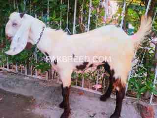 kheera-bakra-for-sale-in-low-price-faisalabad