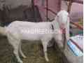 gulabi-bakri-for-sale-in-karachi-small-0