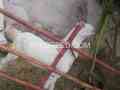 gulabi-bakri-for-sale-in-karachi-small-1