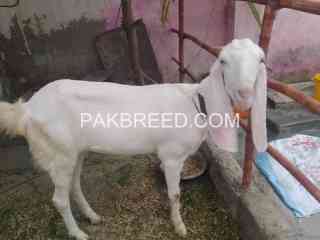 gulabi-bakri-for-sale-in-karachi