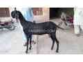 quality-bakra-for-sale-in-rahim-yar-khan-small-0