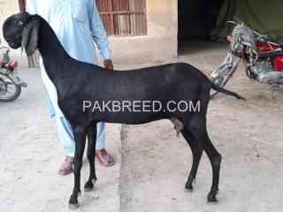 quality-bakra-for-sale-in-rahim-yar-khan