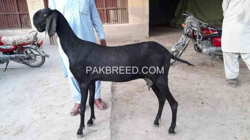 quality-bakra-for-sale-in-rahim-yar-khan-big-0