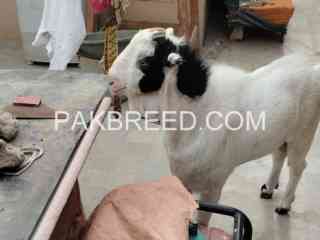 gulabi-abluck-teada-breader-for-sale