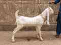 6-month-gulabi-male-for-sale-in-karachi-small-0