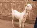 6-month-gulabi-male-for-sale-in-karachi-small-1