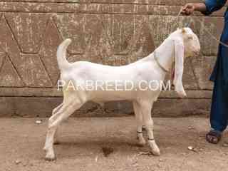 6-month-gulabi-male-for-sale-in-karachi