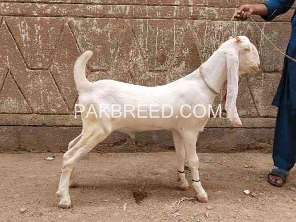 6-month-gulabi-male-for-sale-in-karachi-big-0