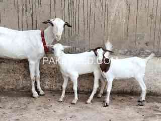 gulabi-white-eyes-bakri-with-female-kids-in-karachi