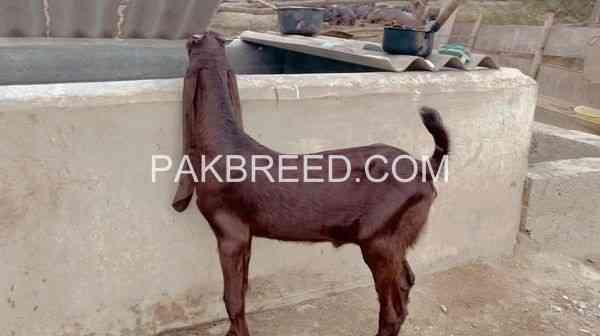 pure-kamori-male-for-sale-big-0