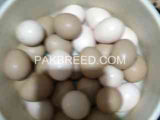 red-golden-wood-green-pheasant-eggs-for-sale