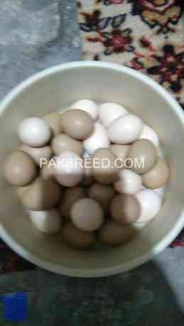 red-golden-wood-green-pheasant-eggs-for-sale-big-0