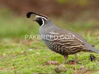 california-quail-chicks-for-sale-in-faisalabad