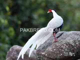 silver-pheasant-pathy-available-in-lahore