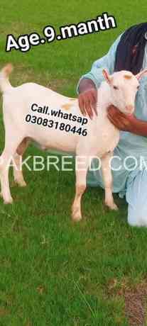 goat-for-sale-big-0