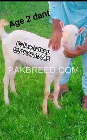 goat-for-sale-big-1