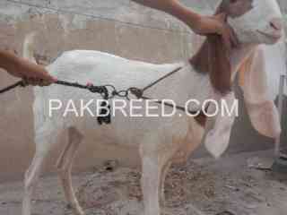 gulabi-abluck-for-sale-in-karachi