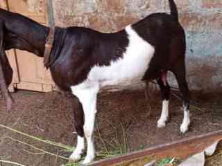 goat-for-sale-in-kemari