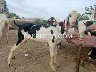 top-quality-rajenpuri-abluk-white-eyes-for-sale-in-nazimabad