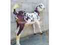 pure-golden-tapra-bakra-for-sale-small-0