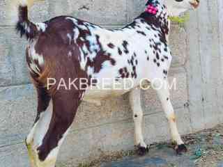 pure-golden-tapra-bakra-for-sale