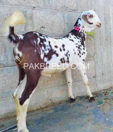 pure-golden-tapra-bakra-for-sale-big-0