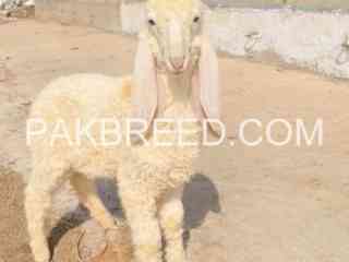 pure-larkana-male-for-sale-in-karachi