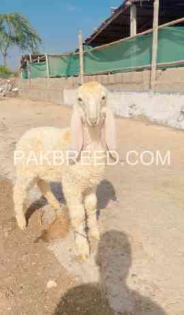 pure-larkana-male-for-sale-in-karachi-big-0