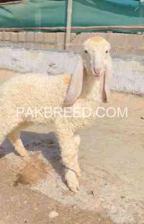 pure-larkana-male-for-sale-in-karachi-big-1