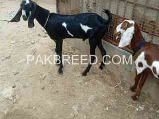 goat-pair-for-sale-in-faisalabad