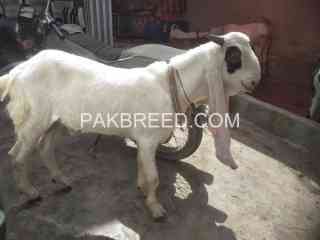 gulabi-khira-bacha-for-sale-in-new-karachi