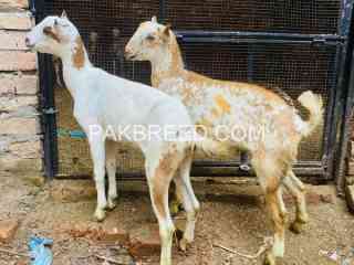 bakri-and-bakra-for-sale-in-rwp