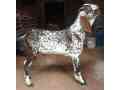 khoobsorat-makhi-cheena-bakra-shoq-wala-for-sale-in-lahore-small-1