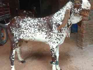 khoobsorat-makhi-cheena-bakra-shoq-wala-for-sale-in-lahore