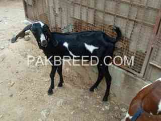 goats-for-sale-in-orangi-town