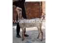 quality-janwor-for-sale-in-lahore-small-3