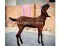 quality-janwor-for-sale-in-lahore-small-2