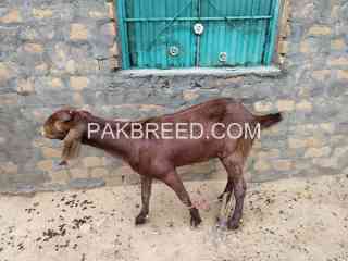 goat-for-sale-in-lahore