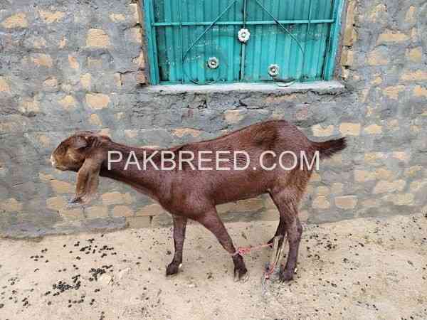 goat-for-sale-in-lahore-big-0